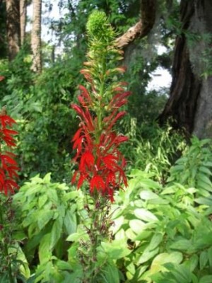 Cardinal Flower